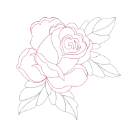 Garden Roses Flowers Garden Roses Flowers