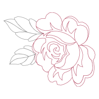 Garden Roses Flowers Garden Roses Flowers