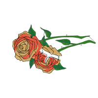 Garden Roses Flowers Garden Roses Flowers