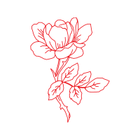 Garden Roses Flowers