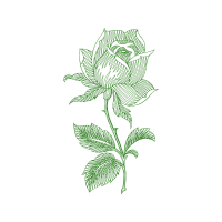 Garden Roses Flowers Garden Roses Flowers