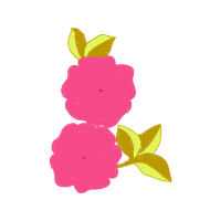 Garden Roses Flowers Garden Roses Flowers