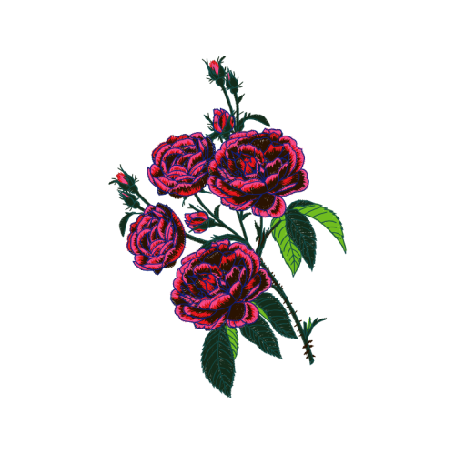 Garden Roses Flowers Garden Roses Flowers