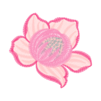 Garden Roses Flowers Garden Roses Flowers