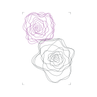 Garden Roses Flowers Garden Roses Flowers