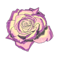 Garden Roses Flowers Garden Roses Flowers