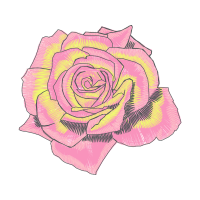 Garden Roses Flowers Garden Roses Flowers