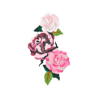 Garden Roses Flowers