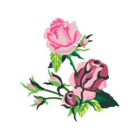 Garden Roses Flowers