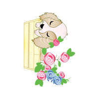 Garden Roses Flowers Garden Roses Flowers