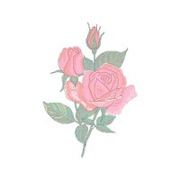 Garden Roses Flowers Garden Roses Flowers