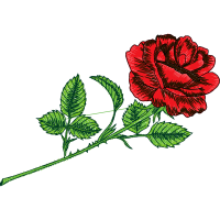 Garden Roses Flowers Garden Roses Flowers