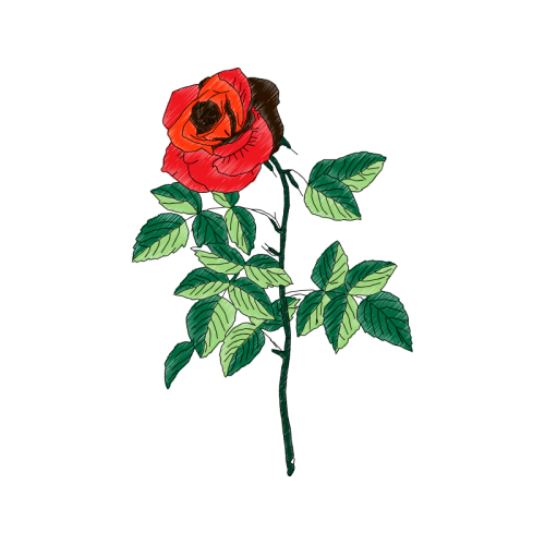 Garden Roses Flowers Garden Roses Flowers