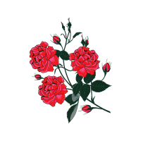 Garden Roses Flowers