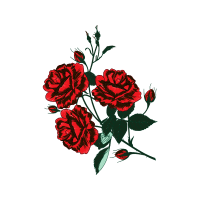 Garden Roses Flowers