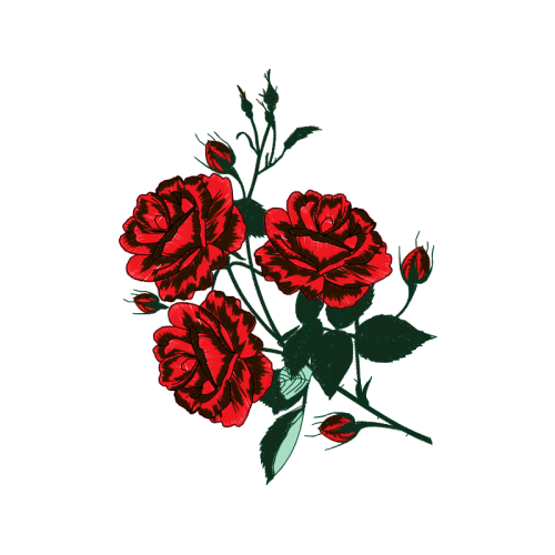 Garden Roses Flowers Garden Roses Flowers