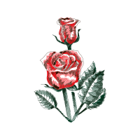 Garden Roses Flowers Garden Roses Flowers