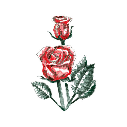 Garden Roses Flowers Garden Roses Flowers