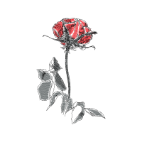 Garden Roses Flowers Garden Roses Flowers