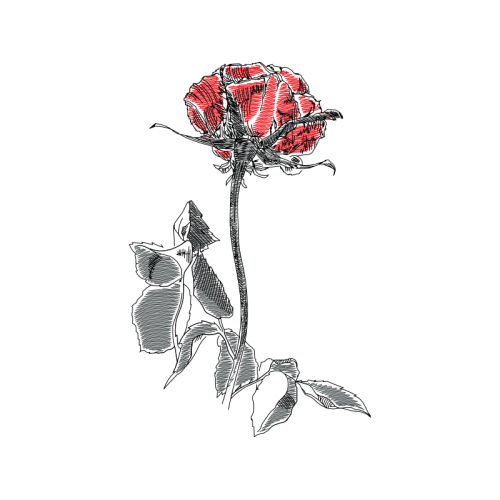 Garden Roses Flowers Garden Roses Flowers