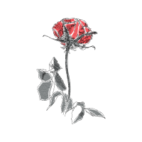 Garden Roses Flowers Garden Roses Flowers