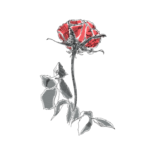 Garden Roses Flowers Garden Roses Flowers