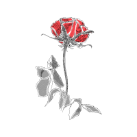 Garden Roses Flowers Garden Roses Flowers