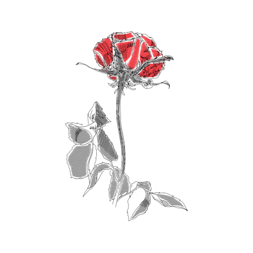 Garden Roses Flowers Garden Roses Flowers