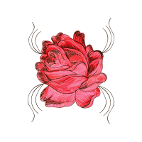 Garden Roses Flowers Garden Roses Flowers