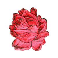 Garden Roses Flowers Garden Roses Flowers