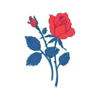 Garden Roses Flowers Garden Roses Flowers