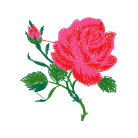 Garden Roses Flowers Garden Roses Flowers