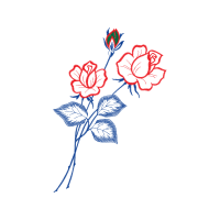 Garden Roses Flowers Garden Roses Flowers