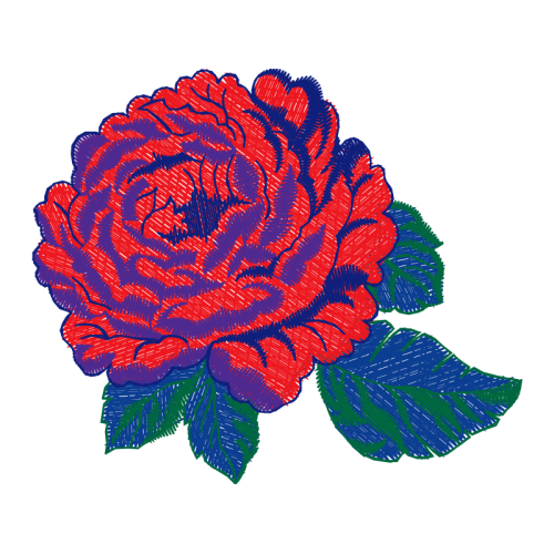 Garden Roses Flowers Garden Roses Flowers