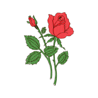 Garden Roses Flowers Garden Roses Flowers