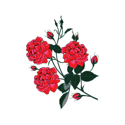 Garden Roses Flowers Garden Roses Flowers