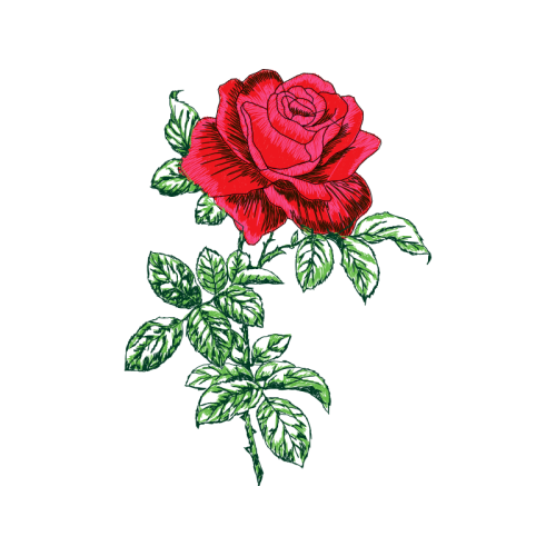 Garden Roses Flowers Garden Roses Flowers