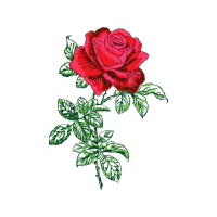 Garden Roses Flowers Garden Roses Flowers