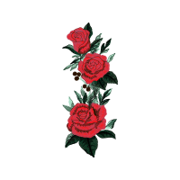 Garden Roses Flowers Garden Roses Flowers