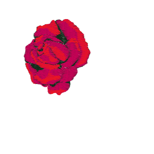 Garden Roses Flowers Garden Roses Flowers