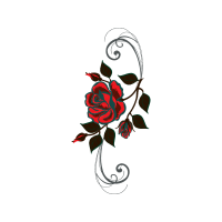 Garden Roses Flowers Garden Roses Flowers