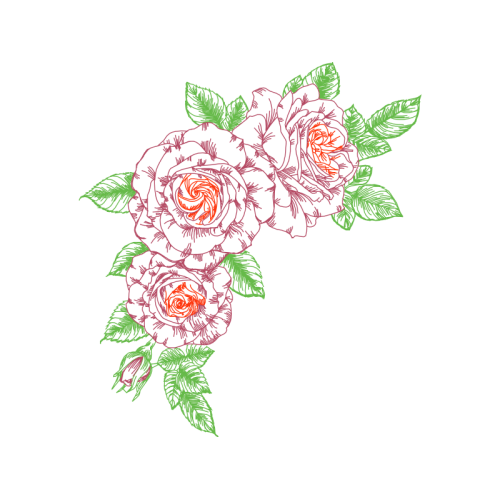 Garden Roses Flowers Garden Roses Flowers