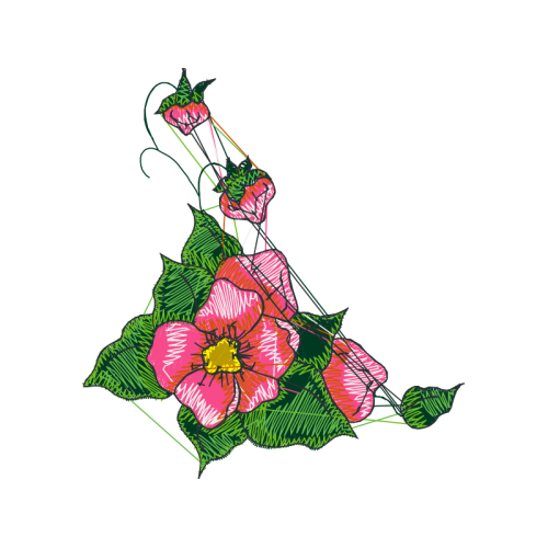 Garden Roses Flowers Garden Roses Flowers