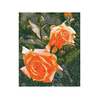 Garden Roses Flowers Garden Roses Flowers