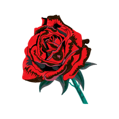 Garden Roses Flowers Garden Roses Flowers