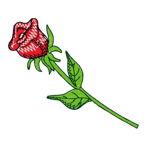 Garden Roses Flowers Garden Roses Flowers