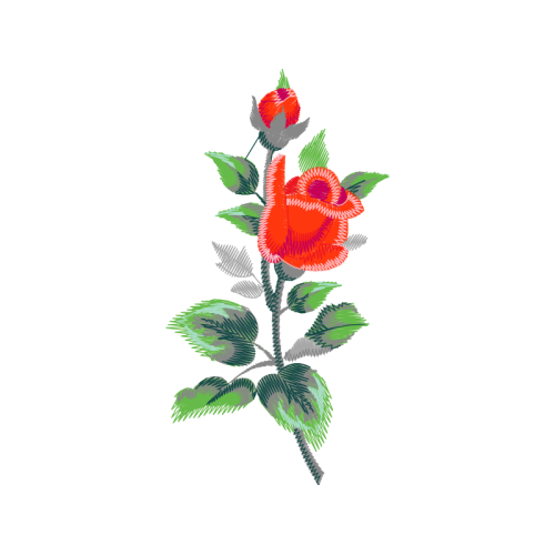 Garden Roses Flowers Garden Roses Flowers