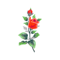 Garden Roses Flowers