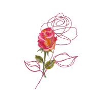 Garden Roses Flowers Garden Roses Flowers