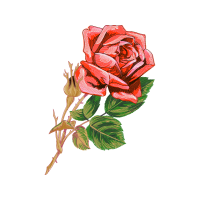 Garden Roses Flowers Garden Roses Flowers